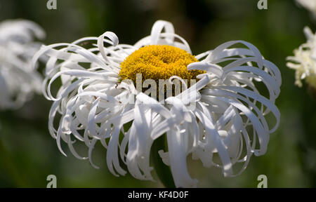 Leucanthemum × 'lilac' Phyllis Smith' Stockfoto