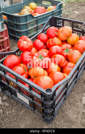 Kisten voller Tomaten nur auf der lokalen Farm gesammelt. Nachhaltige Landwirtschaft Produktion Stockfoto