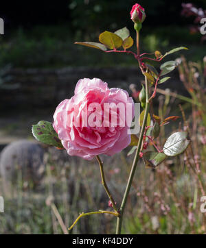 Rose Bruder Cadfael Stockfoto