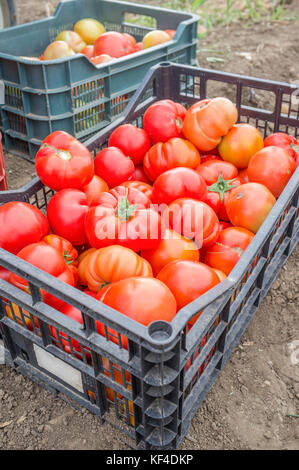 Kisten voller Tomaten nur auf der lokalen Farm gesammelt. Nachhaltige Landwirtschaft Produktion Stockfoto