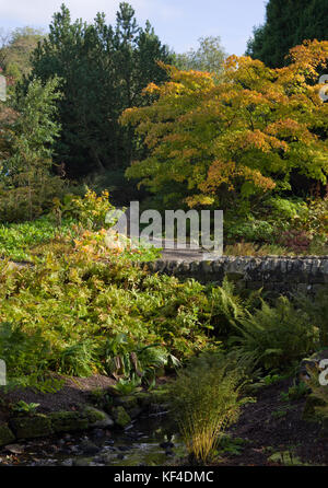 Herbst in Harlow Carr Gärten Stockfoto