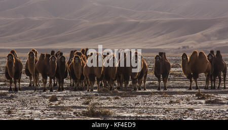 Kamele in der altyn Berge, sinkiang, China Stockfoto