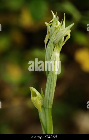 Seltene hypochrome Form der wilde Blume kleinblütige Zunge Orchidee (serapias parviflora) gegen eine natürliche unscharf Hintergrund. Vila Vicosa, Po Stockfoto