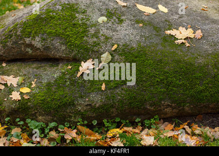 Trockene Blätter auf Stein und Moos Boden im Herbst Jahreszeit mit Soft Focus Hintergrund gefallen Stockfoto