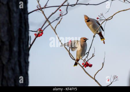 Finnische Wildnis: Ein paar waxwings (Bombycilla garrulus) in einer Eberesche mit roten Beeren. Stockfoto