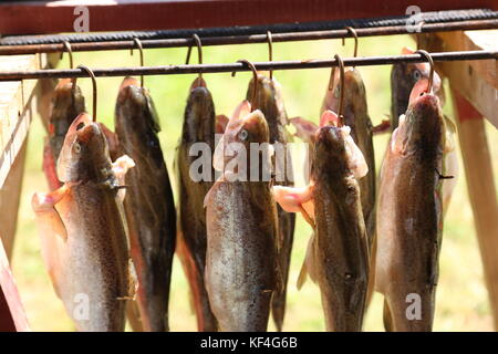 Räuchern von Fisch/der Prozess des Rauchens Fisch Stockfoto