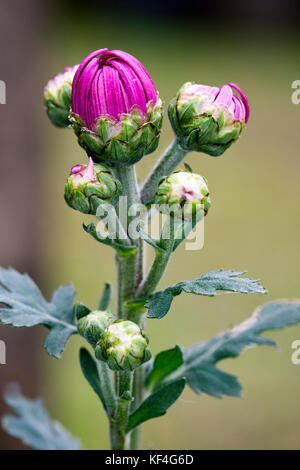 Die Chrysantheme amson Purple' Knospen Stockfoto