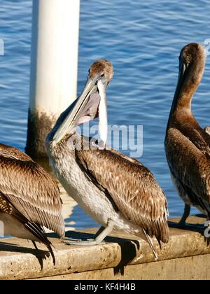 Braunpelikan (Pelecanus occidentalis) mit Schutt heraus hängen von ihren Gesetzentwurf und einen prallen Hals Tasche. Cedar Key, Florida, USA Stockfoto