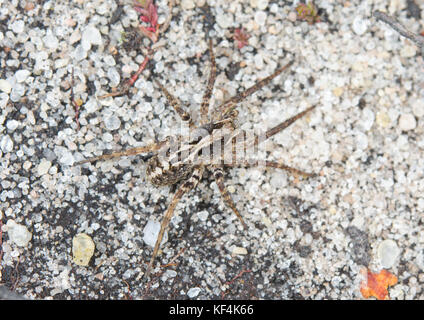 Ostern Fox spider (Alopecosa barbipes) in Heide. Lycosidae. Sussex, UK Stockfoto