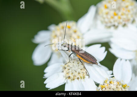 Weibliche False Blister Käfer auf Blume (Oedemera Lurida) Stockfoto