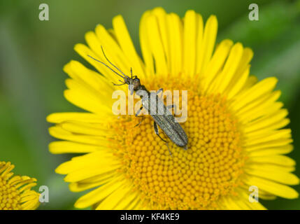 Männliche falsche Blister Käfer Reinigung (Oedemera Lurida) 1 von 2 Stockfoto