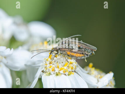 Paar Falsche Blister Käfer Oedemera lurida Stockfoto