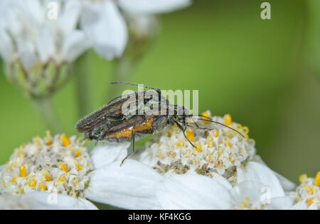 Passende Paar Falsche Blister Käfer (Oedemera Lurida) Stockfoto