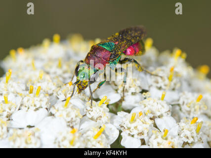 Ruby angebundene oder Kuckuck Wasp (Hedychrum niemelai) in der Nähe der weiblichen. Sussex, UK Stockfoto