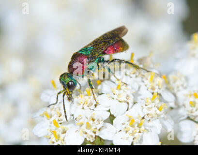 Weibliche Ruby-tailed oder Kuckuck Wasp (Hedychrum niemelai) Stockfoto