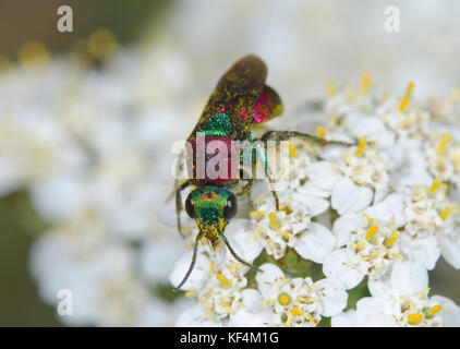 Weibliche Ruby angebundene oder Kuckuck Wasp (Hedychrum niemelai) Fütterung auf Schafgarbe. Sussex, UK Stockfoto