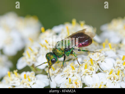 Männliche Ruby angebundene oder Kuckuck Wasp (Hedychrum niemelai) auf Schafgarbe. Sussex, UK Stockfoto
