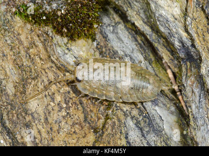 Meer Slater (Ligia oceanica) auf schiefer bei Ebbe. Marine Isopod Stockfoto