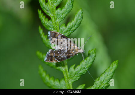 Silber-dot Twitcher Micro Motte (Prochoreutis sehestediana) auf Farn, UK Stockfoto