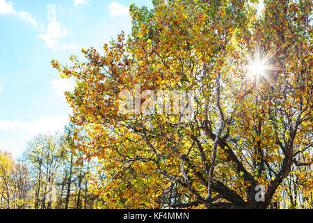 Alten riesigen Platane mit gelbem Laub gegen sonnigen Himmel im Herbst. platanus Baum im Herbst Park Stockfoto