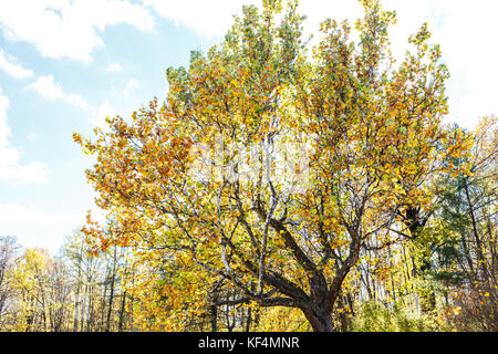 Alten riesigen Platane mit gelbem Laub gegen sonnigen Himmel im Herbst. platanus Baum im Herbst Park Stockfoto