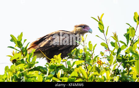 Hawk Karakara auf einem Ast. Mit braunen Federn Vogel, ein rosa Schnabel mit der eine weiße Spitze. Blick auf den Vogel, bekannt als Carcara. Foto in Pa genommen Stockfoto