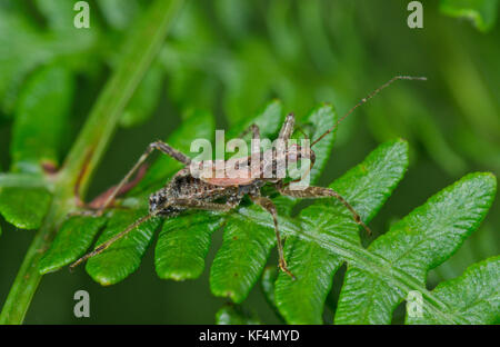 Ein männlicher Baum Damselbug (Himacerus apterus), nabidae auf einem Farn Wedel. Sussex, UK Stockfoto