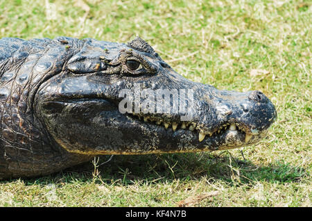 Wilden Alligator nehmen ein Sonnenbad auf der Wiese im Pantanal, Brasilien. Close Up. Stockfoto