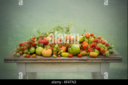 Gemischt Ernte der Tomaten - Ende der Saison Stockfoto