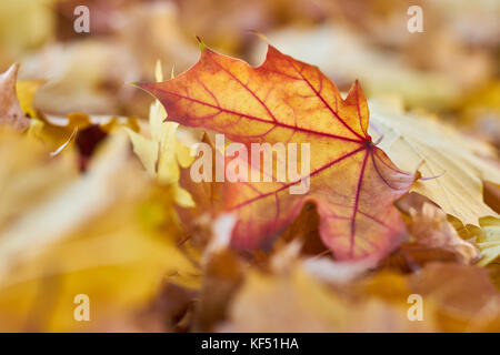 Herbst Motive Blätter auf dem Boden, Makro Nahaufnahme Stockfoto