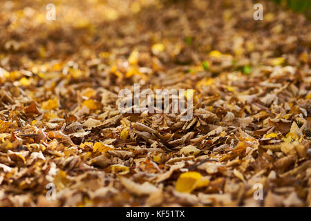 Herbstliche Stimmung gelbe Blätter auf dem Boden Stockfoto