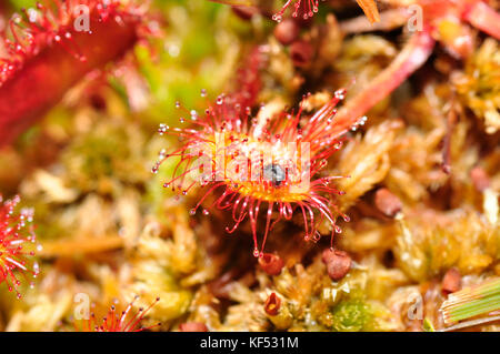 Rundblättrige Sundaw'Drosera rotundifolia' fleischfressende Pflanze aus sumpfigem Boden, die kleine Insekten auf den klebrigen Haaren der 'Pin-Kissen' fängt. Aci Stockfoto