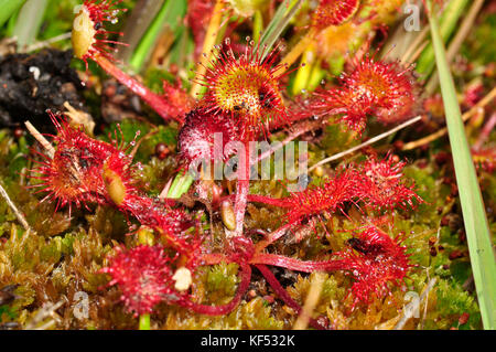 Rundblättrige Sundaw'Drosera rotundifolia' fleischfressende Pflanze aus sumpfigem Boden, die kleine Insekten auf den klebrigen Haaren der 'Pin-Kissen' fängt. Aci Stockfoto