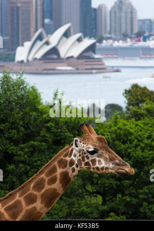 Der Tarronga zoo Giraffen mit Sydney Skyline der Stadt an der Rückseite. New South Wales, Australien. Stockfoto