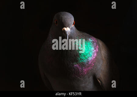 Taube mit einem metallischen Reflexion über die Federn sieht aus wie eine Finsternis Stockfoto