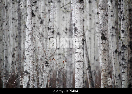 Blick auf eine endlose Birke Wald im Frühling. Stockfoto