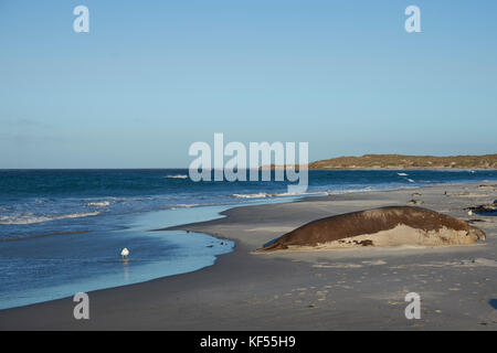 Männliche Südlicher See-Elefant (Mirounga leonina leonina) an einem Sandstrand auf sea lion Island in den Falkland Inseln liegen. Stockfoto