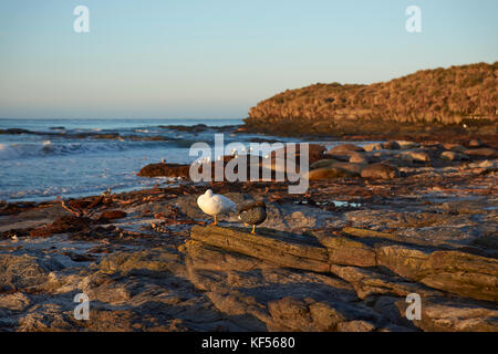 Paar kelp Gänse (chloephaga hybrida malvinarum) auf einem Strand auf sea lion Island in den Falkland Inseln. Stockfoto