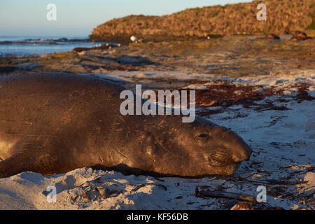 Männliche Südlicher See-Elefant (Mirounga leonina leonina) an einem Sandstrand auf sea lion Island in den Falkland Inseln liegen. Stockfoto