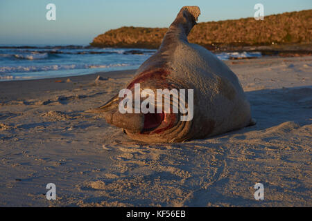 Männliche Südlicher See-Elefant (Mirounga leonina leonina) an einem Sandstrand auf sea lion Island in den Falkland Inseln liegen. Stockfoto