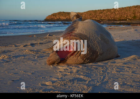 Männliche Südlicher See-Elefant (Mirounga leonina leonina) an einem Sandstrand auf sea lion Island in den Falkland Inseln liegen. Stockfoto