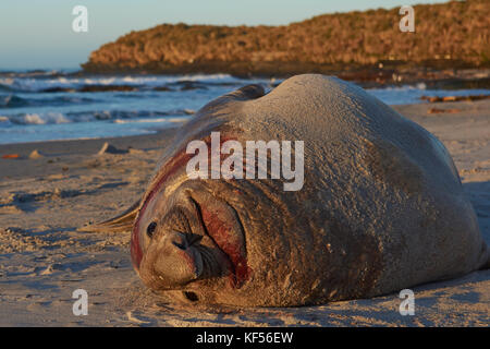 Männliche Südlicher See-Elefant (Mirounga leonina leonina) an einem Sandstrand auf sea lion Island in den Falkland Inseln liegen. Stockfoto