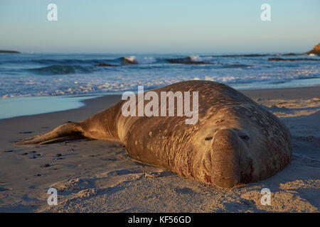 Männliche Südlicher See-Elefant (Mirounga leonina leonina) an einem Sandstrand auf sea lion Island in den Falkland Inseln liegen. Stockfoto