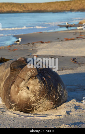 Männliche Südlicher See-Elefant (Mirounga leonina leonina) an einem Sandstrand auf sea lion Island in den Falkland Inseln liegen. Stockfoto