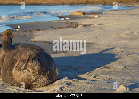 Männliche Südlicher See-Elefant (Mirounga leonina leonina) an einem Sandstrand auf sea lion Island in den Falkland Inseln liegen. Stockfoto