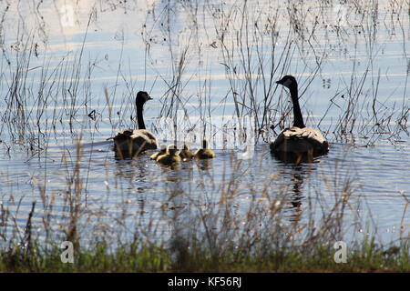 Silhouette einer Familie der kanadischen Gänse weg schwimmen. Stockfoto