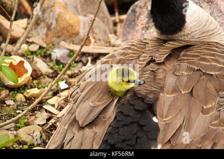 Eine frisch geschlüpfte Gosling peaking seinen Kopf aus der "Mütter"-Flügel. Stockfoto