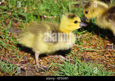 Nahaufnahme des Tages alte kanadische Gänse Gänschen. Stockfoto