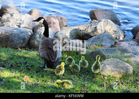 Eine kanadische Gans wacht über gänschen, in der Nähe der Küste. Stockfoto