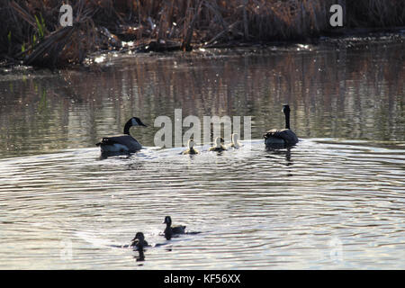 Eine Familie der kanadischen Gänse schwimmen in der Nähe von anderen Enten. Stockfoto